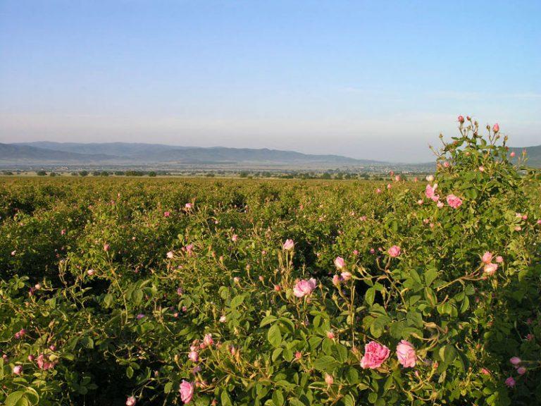 kazanlak roses main