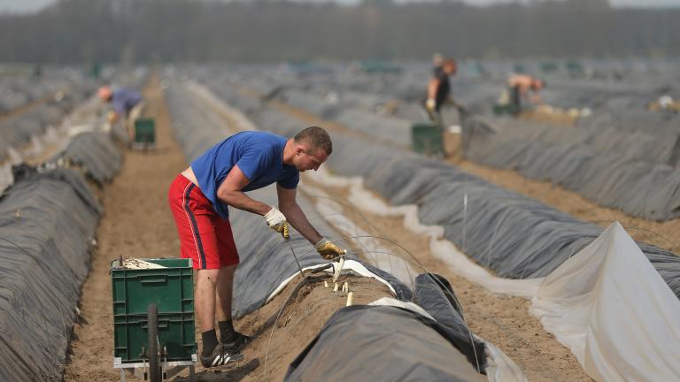 Workers Harvest Asparagus In Beelitz Region